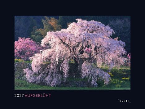2027 AUFGEBLÜHT. Eine wunderschöne Kirschblüte in voller Pracht, umgeben von Natur, vor dunklerem Hintergrund.