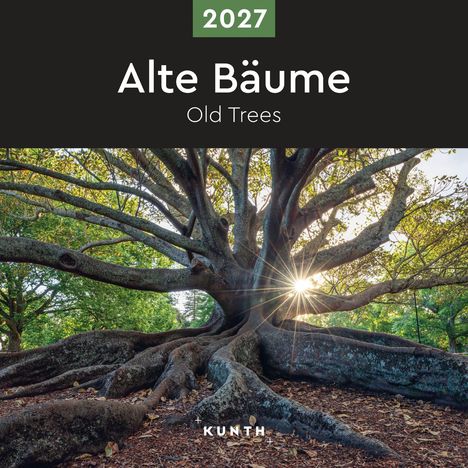 2027, Alte Bäume, Old Trees. Ein massiver Baum mit ausladenden Ästen und Sonnenlicht, das durch das Blätterdach scheint.