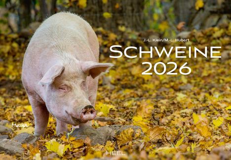 J. -L. Klein: Schweine Kalender 2026, Kalender