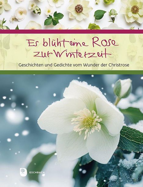 "Es blüht eine Rose zur Winterzeit" und "Geschichten und Gedichte vom Wunder der Christrose". Große weiße Christrose.