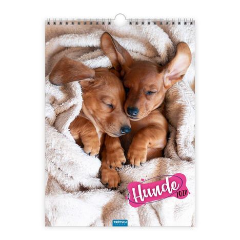 "Hunde 2023". Zwei schlafende Welpen liegen eng aneinander in eine flauschige Decke gekuschelt.