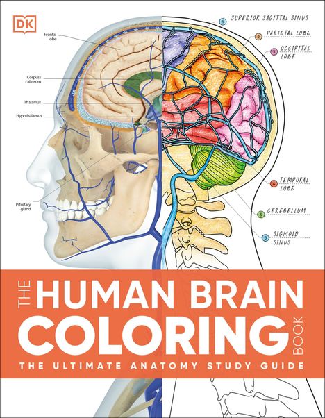 "The Human Brain Coloring Book: The Ultimate Anatomy Study Guide" steht zentral. Eine Illustration des menschlichen Gehirns.