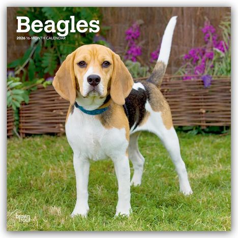Browntrout Publishers: Beagles 2026 - 16-Monatskalender, Kalender