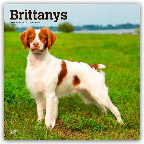 Browntrout Publishers: Brittanys - Bretonischer Vorstehhund 2026 - 16-Monatskalender, Kalender