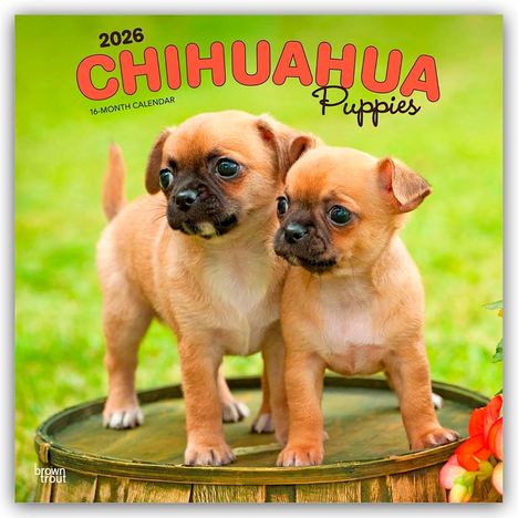 Browntrout Publishers: Chihuahua Puppies - Chihuahua Welpen 2026 - 16-Monatskalender, Kalender