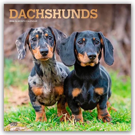 Browntrout Publishers: Dachshunds - Dackel 2026 - 16-Monatskalender, Kalender