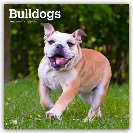 Browntrout Publishers: Bulldogs - Bulldogge 2026 - 16-Monatskalender, Kalender