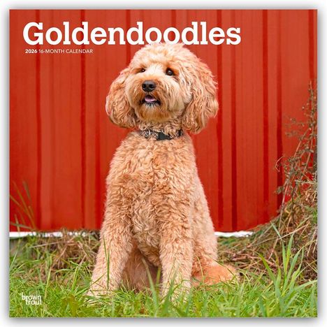 Browntrout Publishers: Goldendoodles - Goldendoodle 2026 - 16-Monatskalender, Kalender