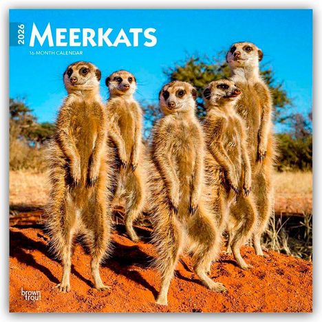 Browntrout Publishers: Meerkats - Erdmännchen 2026 - 16-Monatskalender, Kalender