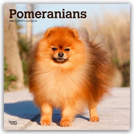 Browntrout Publishers: Pomeranians - Spitz 2026 - 16-Monatskalender, Kalender
