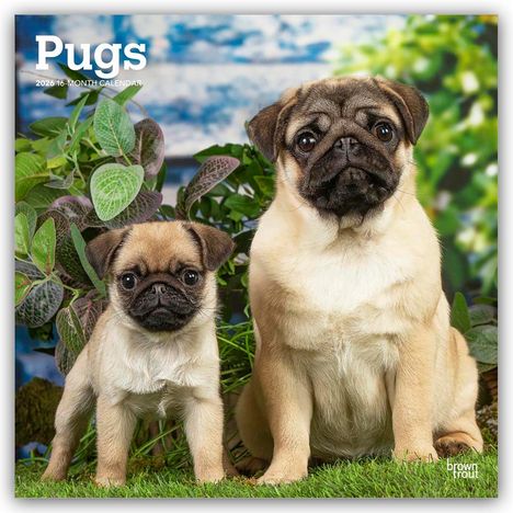Browntrout Publishers: Pugs - Mops 2026 - 16-Monatskalender, Kalender