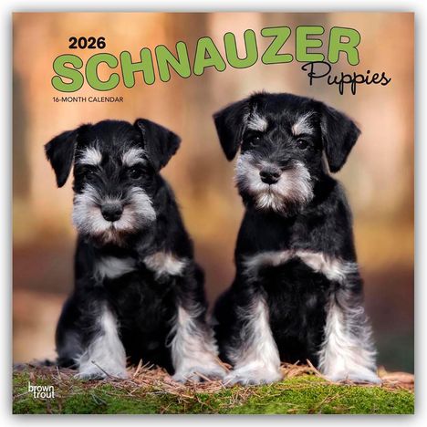 Browntrout Publishers: Schnauzer Puppies - Schnauzer Welpen 2026 - 16-Monatskalender, Kalender