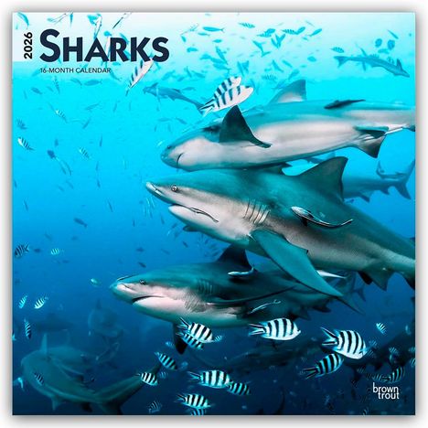 Browntrout Publishers: Sharks - Haie 2026 - 16-Monatskalender, Kalender