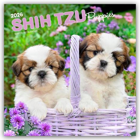 Browntrout Publishers: Shih Tzu Puppies - Shih Tzu Welpen 2026 - 16-Monatskalender, Kalender