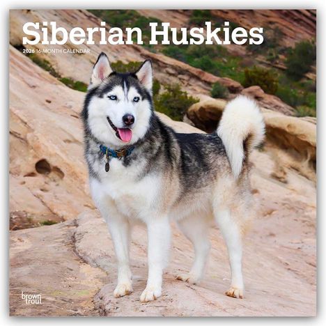 Browntrout Publishers: Siberian Huskies - Siberian Husky 2026 - 16-Monatskalender, Kalender