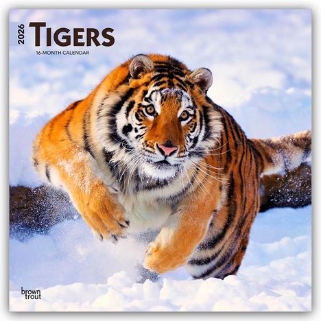 Browntrout Publishers: Tigers - Tiger 2026 - 16-Monatskalender, Kalender