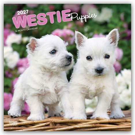 Text: "2027 WESTIE Puppies" und "16-MONTH CALENDAR". Zwei weiße Westie-Welpen vor pinken und weißen Blumen.