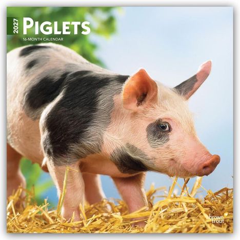 Text: "2027 Piglets, 16-month calendar". Ein Ferkel steht auf Stroh vor einem blauen Himmel.