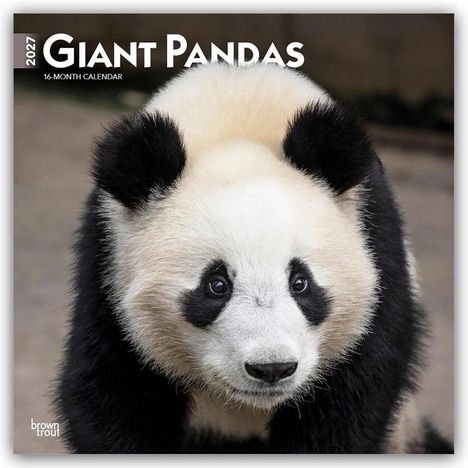 Text: "2024 Giant Pandas, 16-Month Calendar". Ein Panda mit schwarzen Ohren und Augenflecken schaut neugierig nach vorne.