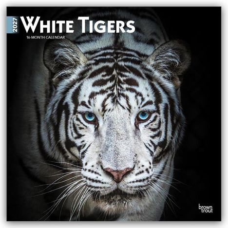 Text: "2027 WHITE TIGERS 16-MONTH CALENDAR". Ein weißer Tiger mit blauen Augen im Fokus, auf dunklem Hintergrund.