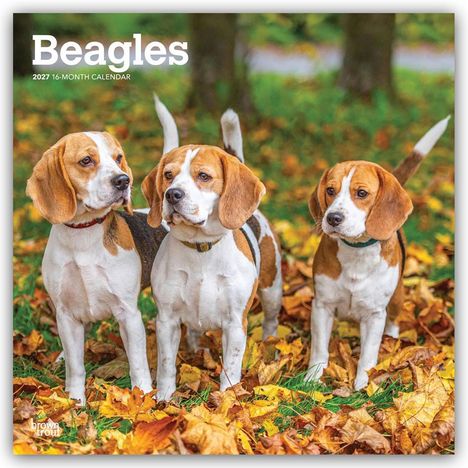 Der Text lautet: "Beagles 2027 16-Month Calendar". Drei Beagles stehen im Herbstlaub.