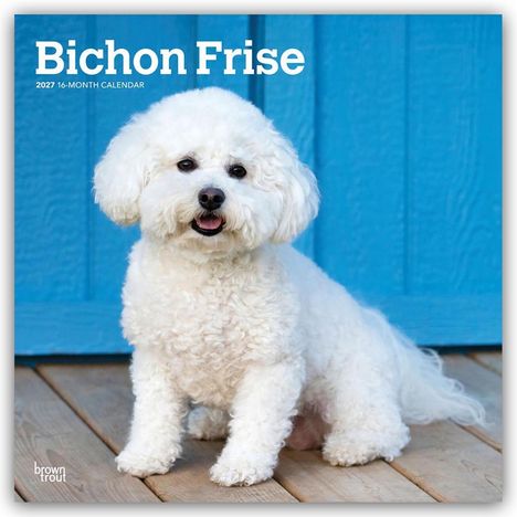 „Bichon Frise 2027 16-Month Calendar“ zeigt einen weißen, flauschigen Hund vor einer blauen Holzwand.
