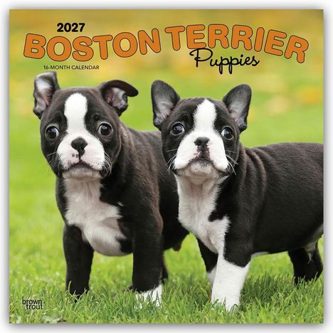 „2027 Boston Terrier Puppies, 16-Month Calendar“. Zwei niedliche Boston Terrier Welpen auf grünem Gras.