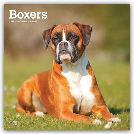 "Boxers 2027 16-Month Calendar" steht oben. Ein Boxerhund liegt auf grünem Gras und schaut aufmerksam in die Ferne.