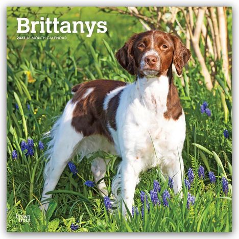 Aufschrift: "Brittanys 2027 16-Month Calendar". Ein Hund steht im grünen Gras mit violetten Blumen.