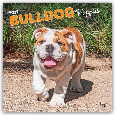 2027 Bulldog Puppies. 16-Month Calendar. Ein fröhlicher Bulldoggenwelpe läuft auf einem sandigen Weg vor grünen Sträuchern.
