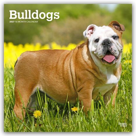 "Bulldogs 2027 16-Month Calendar." Ein fröhlicher Bulldogge steht auf einer blühenden Wiese mit gelben Blumen.