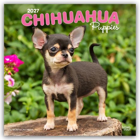 2027 Chihuahua Puppies. Ein kleiner Chihuahua-Welpe steht auf einem Baumstumpf mit grünem Hintergrund und rosa Blume.