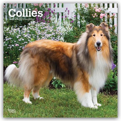 Text: "Collies 2024 16-Month Calendar." Ein Collie steht auf einer Wiese vor einem mit Blumen verzierten weißen Zaun.