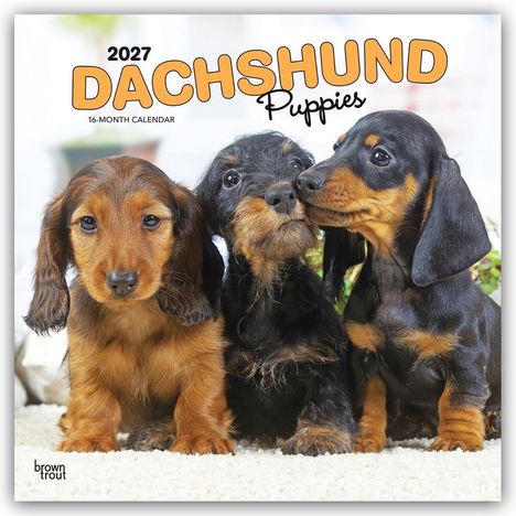 Text: "2027 DACHSHUND Puppies 16-Month Calendar". Drei süße Dachshund-Welpen sitzen auf einem weichen, hellen Teppich.
