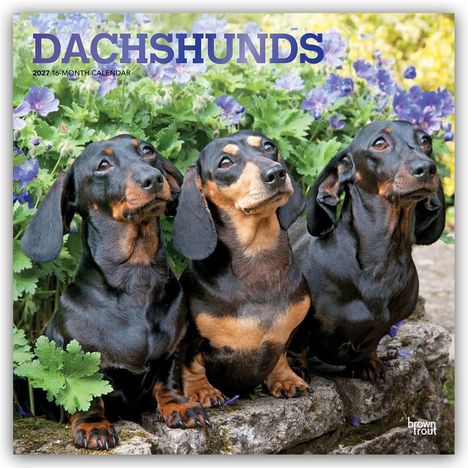 "DACHSHUNDS 2027 16-MONTH CALENDAR" Text über drei Dackeln vor grünem Laub und lila Blumen auf einer Mauer sitzend.