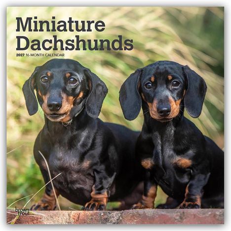 Text: "Miniature Dachshunds 2027 16-Month Calendar." Zwei schwarz-braune Dackel vor unscharfem Gras.