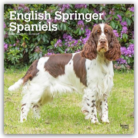 „English Springer Spaniels 2027 16-Month Calendar“; Hund auf Wiese mit lila Blumen im Hintergrund.