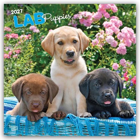 Text: "2027 LAB Puppies, 16-Month Calendar." Drei Welpen in einem Korb vor blühenden Rosen. Links braun, Mitte gelb, rechts schwarz.