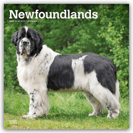 Text: "Newfoundlands 2027 16-Month Calendar". 
Ein schwarz-weißer Neufundländer steht auf Gras, grüne Blätter im Hintergrund.