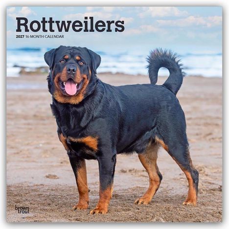 „Rottweilers 2027 16-Month Calendar“. Ein Rottweiler steht am Strand, der Mund ist geöffnet und die Zunge hängt heraus.