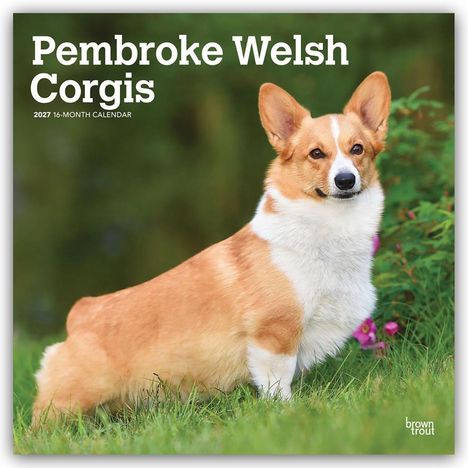 „Pembroke Welsh Corgis 2027 16-Month Calendar“. Ein Corgi steht im Grünen, schaut aufmerksam nach vorne.