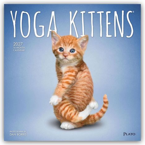 "YOGA KITTENS", "2027 16-MONTH CALENDAR". Eine orange-weiße Katze posiert auf zwei Beinen vor blauem Hintergrund.