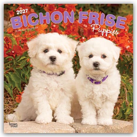 2027 BICHON FRISE Puppies, 16-Month Calendar. Zwei weiße Welpen vor leuchtenden orangefarbenen Blumen.