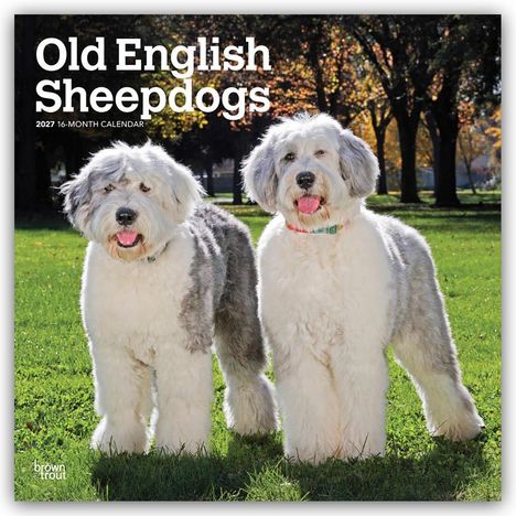 "Old English Sheepdogs 2027 16-Month Calendar". Zwei flauschige Old English Sheepdogs im Grünen, umgeben von Bäumen.