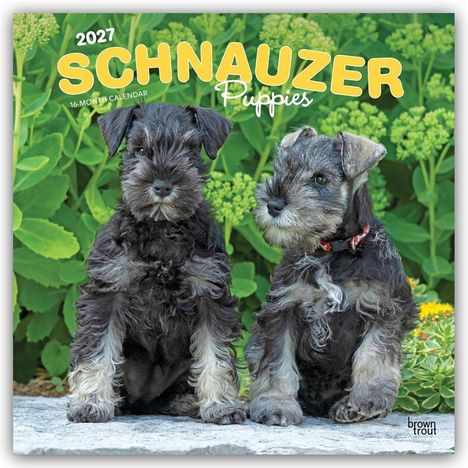 Text: "2027 Schnauzer Puppies 16-Month Calendar". Zwei Schnauzer-Welpen sitzen vor grünen Blättern.