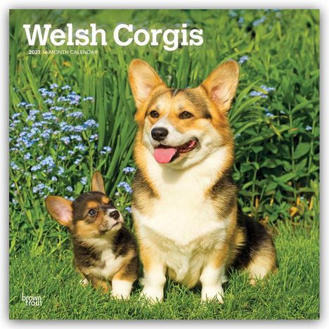„Welsh Corgis 2024 16-Month Calendar“. Zwei Corgis, ein Erwachsener und ein Welpe, sitzen in einer Wiese mit blauen Blumen.