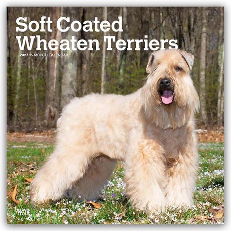"Soft Coated Wheaten Terriers 2027 16-Month Calendar" mit einem weichen, beigehaarigen Hund im Wald.