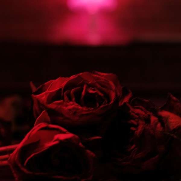 The Paper Kites: Roses (CD)