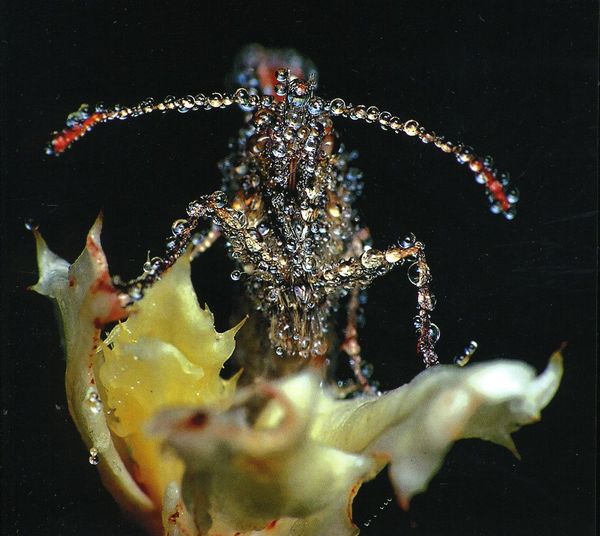 Gang Gang Dance: Eye Contact (CD)