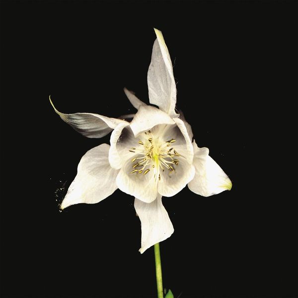 Fridge: Happiness (CD)